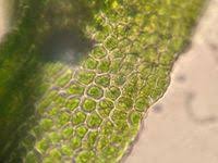 Attēlu rezultāti vaicājumam “Didymodon tophaceus”