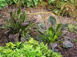 Attēlu rezultāti vaicājumam “Plantago uniflora leaf”