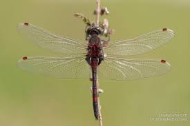 Attēlu rezultāti vaicājumam “Leucorrhinia rubicunda male”