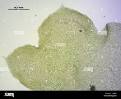 Attēlu rezultāti vaicājumam “Barbilophozia lycopodioides macro”