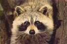 Racoon