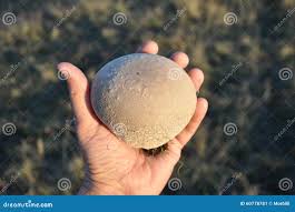 Attēlu rezultāti vaicājumam “Langermania gigantea”