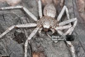 Attēlu rezultāti vaicājumam “Philodromus sp.”