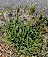 Attēlu rezultāti vaicājumam “Anthoxanthum odoratum fruit”