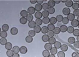 Attēlu rezultāti vaicājumam “Badhamia affinis var. microspora spores”