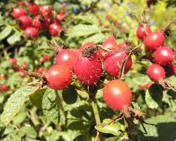 Attēlu rezultāti vaicājumam “Rosa subcanina fruit”