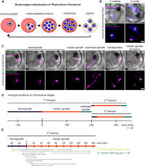 Attēlu rezultāti vaicājumam “undetermined plasmodium”
