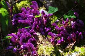 Attēlu rezultāti vaicājumam “Lathraea squamaria fruit”