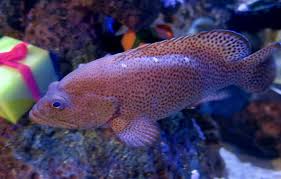 Image result for Cephalopholis cruentata