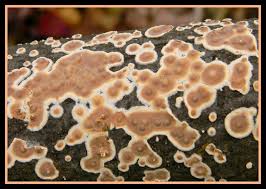 Attēlu rezultāti vaicājumam “Aleurodiscus amorphus”