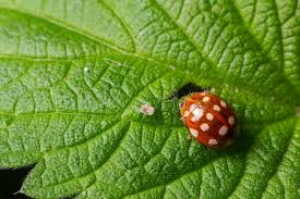 Attēlu rezultāti vaicājumam “Halyzia sedecimguttata”