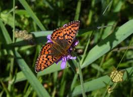 Attēlu rezultāti vaicājumam “Boloria aquilonaris”