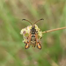 Attēlu rezultāti vaicājumam “Sesiidae”