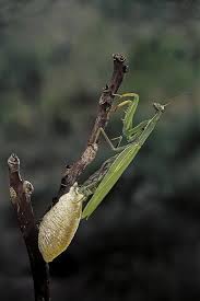 Attēlu rezultāti vaicājumam “Mantis religiosa”