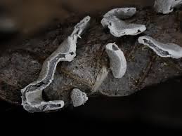 Attēlu rezultāti vaicājumam “Physarum bivalve”