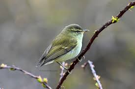 Attēlu rezultāti vaicājumam “Phylloscopus trochiloides adult”