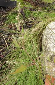Attēlu rezultāti vaicājumam “Atriplex calotheca”