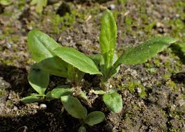 Attēlu rezultāti vaicājumam “Jacobaea paludosa”