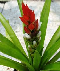 Картинки по запросу гусмания