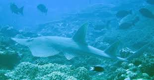 Image result for Rhynchobatus australiae