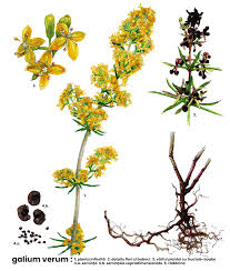 Attēlu rezultāti vaicājumam “Galium schultesii flower”