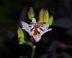 Image result for Tricyrtis `Black Beauty`