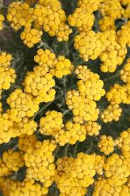 Image result for Strohblume