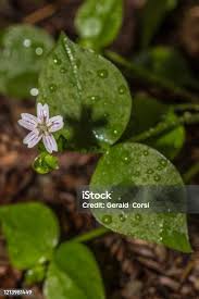 Attēlu rezultāti vaicājumam “Claytonia sibirica flower”