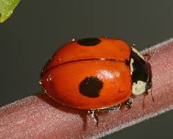 Attēlu rezultāti vaicājumam “Adalia bipunctata”