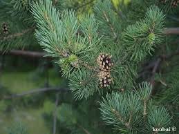 Attēlu rezultāti vaicājumam “Pinus sylvestris var. turfosa”