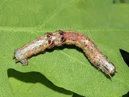 Attēlu rezultāti vaicājumam “Selenia dentaria imago”