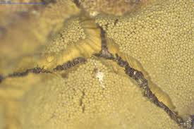 Attēlu rezultāti vaicājumam “Dictydiaethalium plumbeum macro”