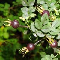 Attēlu rezultāti vaicājumam “Rosa glabrifolia”
