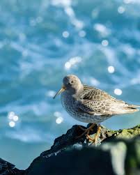 Attēlu rezultāti vaicājumam “Calidris maritima adult”