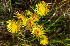 Attēlu rezultāti vaicājumam “Inula britannica”