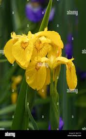 Attēlu rezultāti vaicājumam “Iris pseudacorus flower”