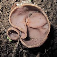 Attēlu rezultāti vaicājumam “Nectria peziza”