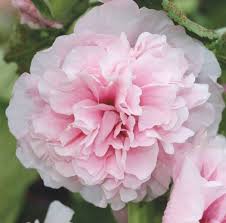 Image result for Alcea rosea `Appleblossom`