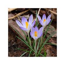 Attēlu rezultāti vaicājumam “Crocus tommasinianus flower”