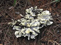 Attēlu rezultāti vaicājumam “Thelephora penicillata”