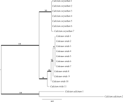 Attēlu rezultāti vaicājumam “Calicium viride”