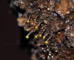 Attēlu rezultāti vaicājumam “Physarum penetrale macro”