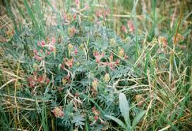 Attēlu rezultāti vaicājumam “Astragalus arenarius fruit”