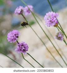 Image result for Grasnelke