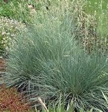 Attēlu rezultāti vaicājumam “Helictotrichon pubescens”