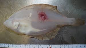 Image result for Limanda limanda