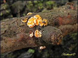 Attēlu rezultāti vaicājumam “Lachnellula willkommii”