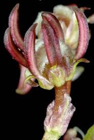 Attēlu rezultāti vaicājumam “Scheuchzeriaceae”