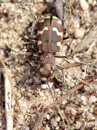 Attēlu rezultāti vaicājumam “Cicindela hybrida”