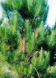 Attēlu rezultāti vaicājumam “Rhyacionia pinicolana”